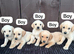 Goldador puppies 9 available