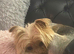 Yorkshire Terrier Puppies