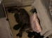 GCCF Reg Maine coon kittens, sire is Champion
