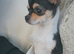 XXS chihuahua little girl very tiny only 1kg