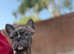 Frenchbulldog X boston terrier boy