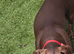 Beautiful 15 mnth girl kc mini dax