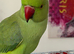 Tame ringnecks for sale