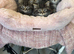 Maine coon x Persian kittens
