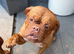 Dogue de Bordeaux girl