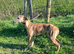 3 male whippetts