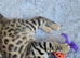 Kitten