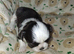 Imperial dobie shih tzu