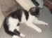 Kittens 11 weeks old