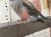 Stunning young pair of bourkes parakeets
