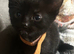 5 kittens ready to leave 29th August