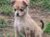 4 beautiful pomchi puppies looking for their forever families