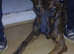 Shepherd 8 months old puppy