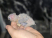 Breeding pair of conures