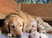 7 gorgeous KC golden retriever puppies