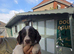 Springer spaniel pups