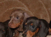 Full dachshunds
