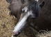Male Welsh pony