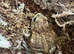 2 miyako toads and tank