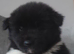 Chunky American Akita puppies for sale