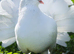 Pigeons for sale