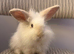 Angora mini lion lop mixed breed