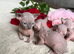 1 Grey girls with blue eyes left Canadian Sphynx