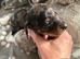 Miniture dashund pups