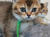 Golden shaded and spotted British shorthair