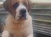 St Bernard boy for sale