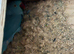 Indian ring neck breeding pear £399