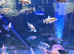 Malawi cichlids peacocks and haps