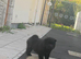 6 Chow Chow Puppies kc registered