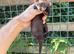 Semi angora dark sable Jill ferret