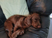 Chocolate cocker spaniel