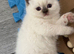 British shorthair kittens