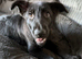 Female German Shepherd