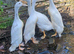 ***PUREBRED WHITE INDIAN RUNNERS ***