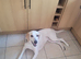 Rehoming my beagle cross harrier
