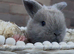 READY TO RESERVE Stunning Mini Lop Bunnies