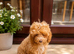 Female cockapoo