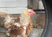 Frizzle bantam chicken