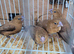 2 breeding pairs of silverbill finches available