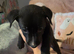Germanshepard x staffy puppies (Ready)