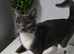 Cat 2-year-old female great pregnant