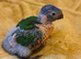 Hand-Reared Rainbow Lorikeets
