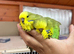 Budgies Hand Tamed