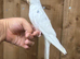 Beautiful cockatiels