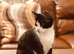 British short haired missed cat