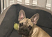 Beautiful KC Registered French Bulldog Boy and Girl – Ready for His Forever Home